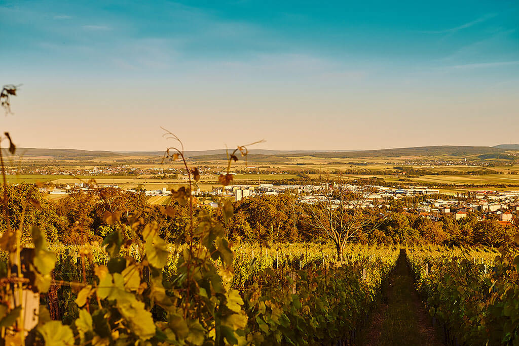 Ried Golden Erd Weingut Erwin Tinhof