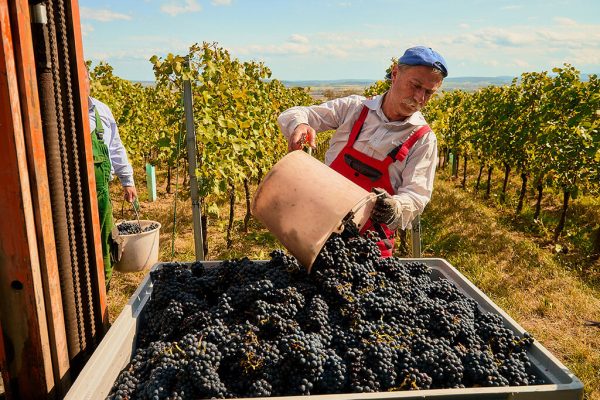 Weinlese - Weingut Erwin Tinhof